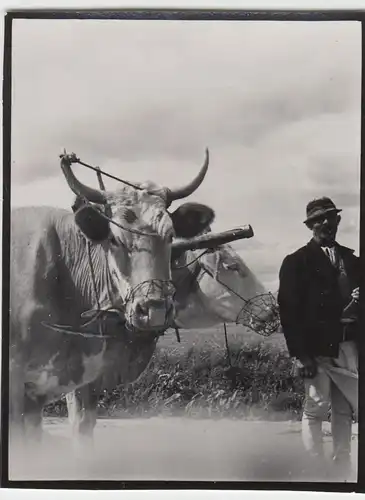 (F9747) Orig. Foto Petersdorf (Petre?ti Alba), Detail Rindergespann vor 1945