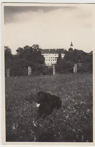 (F9030) Orig. Foto großer Hund auf Wiese, möglw. Königseggwald, 1920/30er