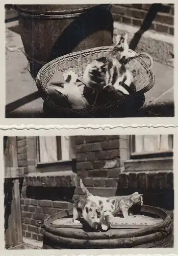 (F8758) 2x Orig. Foto junge Katzen auf Fass, im Körbchen, 1930er