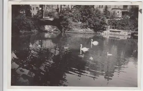 (F8693) Orig. Foto Teichanlage vermutl. in Erfurt, Schwäne mit Jungen, 1930er