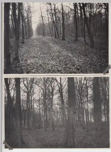 (F8603) 2x Orig. Foto Wald, Partie, 1930er, möglw. Erfurt