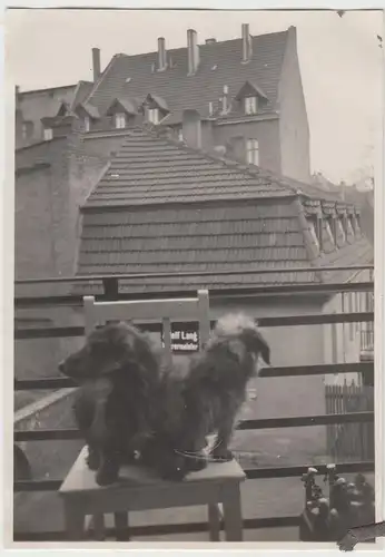 (F8600) Orig. Foto kleine Hunde auf dem Balkon, 1930er, möglw. Erfurt