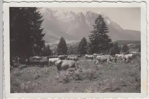 (F8372) Orig. Foto Garmisch Grainau, Bl.gg. Waxenstein, Rinder auf der Weide 193
