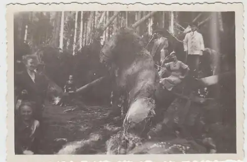 (F7841) Orig. Foto Lößnitz (Erz.) o. Umgebung, Waldbruch nach Sturm beim Rotfrie