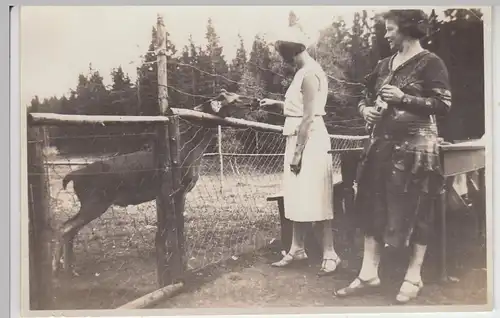 (F7736) Orig. Foto Frauen füttern einen jungen Hirsch, Bad Berneck o. Umgebung 1