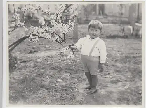 (F7701) Orig. Foto Kind Hans an Baumblüten, Stetten im Remstal, 1. Mai 1932