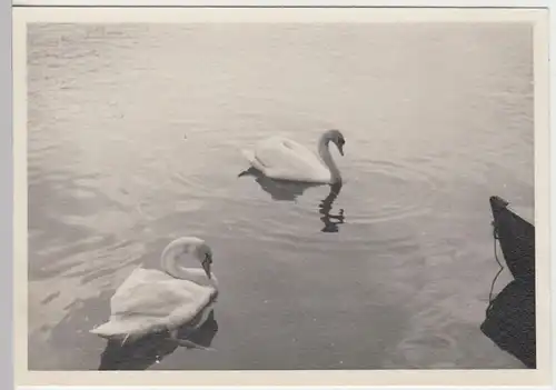 (F7329) Orig. Foto Zell am See, Schwäne im See 1940