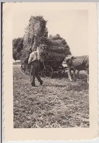 (F6629) Orig. Foto Eichstätt, Heuernste, Heuwagen mit Rinder, 1934/35