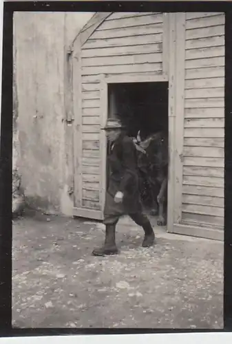 (F6571) Orig. Foto Eichstätt, Mann kommt mit Rinder aus Scheune, Minifoto 1934