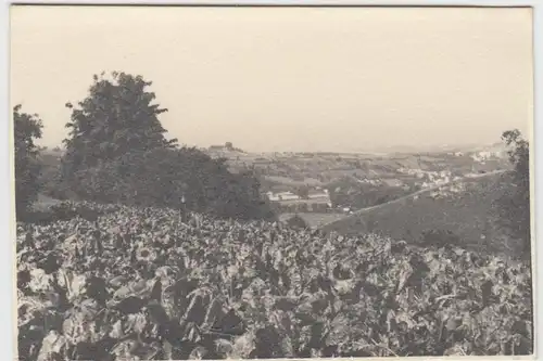 (F6530) Orig. Foto Eichstätt, Panorama 1934