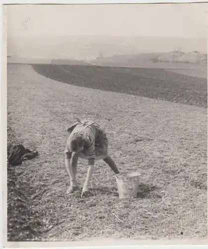 (F6360) Orig. Foto Frau auf dem Feld, Landwirtschaft, Sammeln, Stoppeln 1929