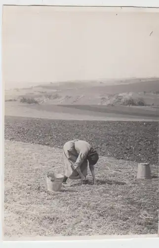 (F6357) Orig. Foto Frau auf dem Feld, Landwirtschaft, Sammeln, Stoppeln 1929