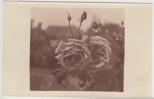 (F6303) Orig. Foto Rosen in Sepia, Foto als Glückwunschkarte 1920er