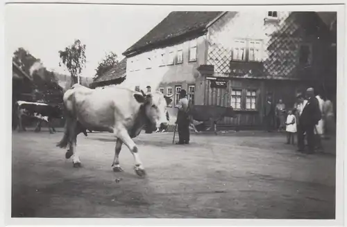 (F6265) Orig. Foto Finsterbergen, Heimkehr der Kühe 1929