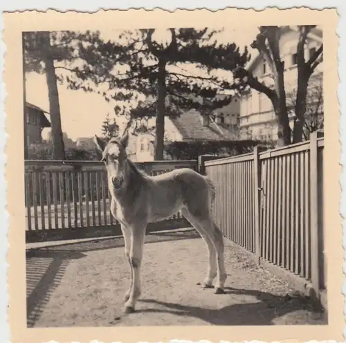 (F6159) Orig. Foto junges Pferd, Fohlen, Ort unbekannt, 1950er