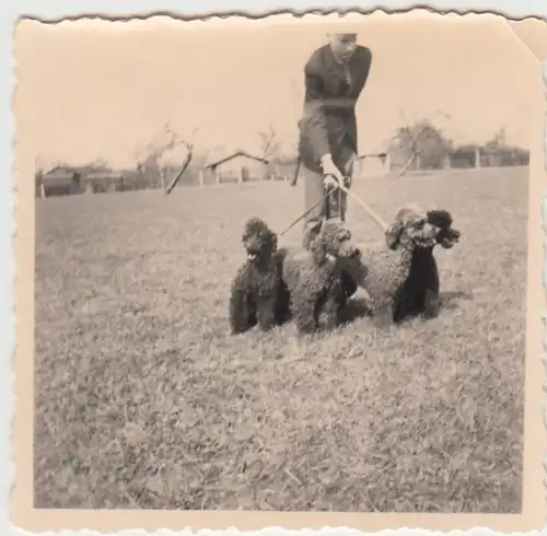 (F6009) Orig. Foto Herr mit mehreren Pudeln, nach 1945