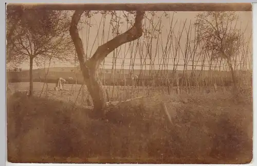 (F5846) Orig. Foto Feld, Garten, Rankgestelle, um 1910