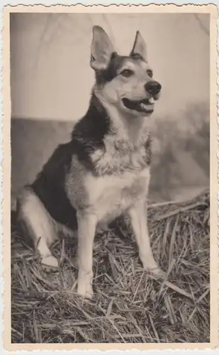 (F5768) Orig. Foto junger Schäferhund, 1957