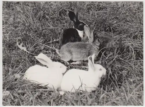 (F5758) Orig. Foto Hasen, Kaninchen auf der Wiese, vor 1945