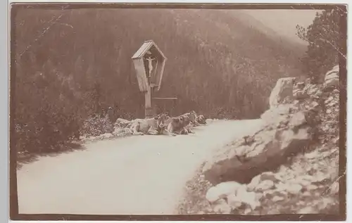 (F5108) Orig. Foto Rinder liegen vor Bildstock in den Bergen, vor 1945