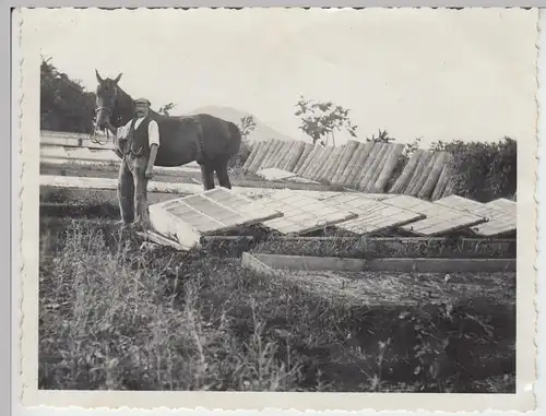 (F5066) Orig. Foto Mann mit Pferd am Frühbeet, Juli 1932