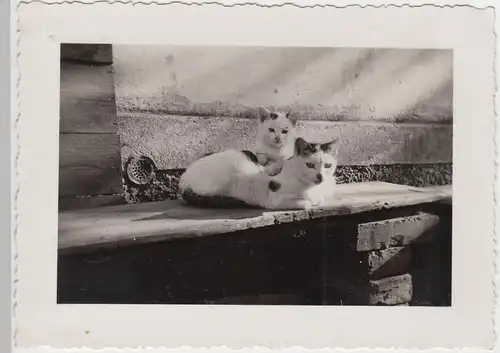 (F4954) Orig. Foto 2 Katzen sitzen auf einer Bank