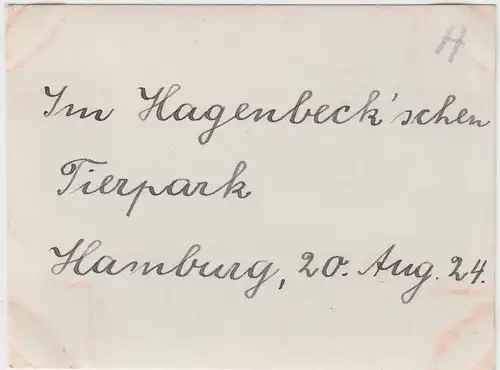 (F4699) Orig. Foto Hamburg, Besuch i. Tierpark Hagenbeck, 20.8.1924