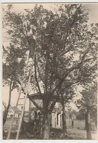 (F3790) Orig. Foto Mann auf Leiter im Baum, vor 1945