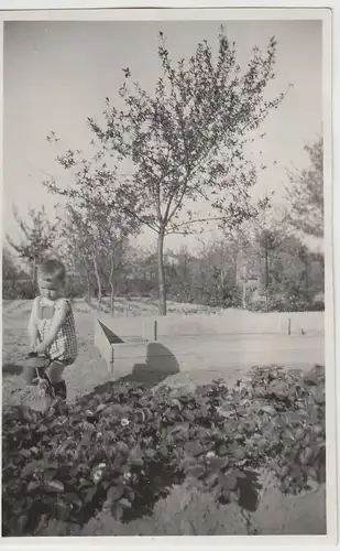 (F30757) Orig. Foto Kind gießt Erdbeeren im Garten 1929