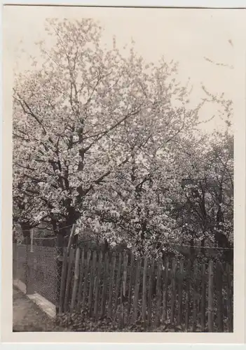 (F30576) Orig. Foto Baumblüte in Neuhof (Niedersachsen) 1931