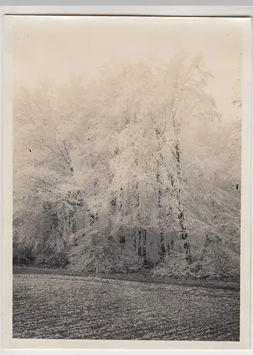 (F30571) Orig. Foto Hannover, Partie im Maschpark 1930