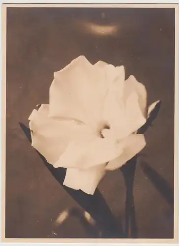 (F30557) Orig. Foto Oleander-Blüte 1930