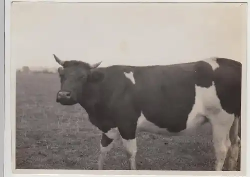 (F30524) Orig. Foto Rind auf der Weide, Partie an der Leine 1929