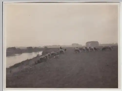 (F30523) Orig. Foto Partie an der Leine, Schafe am Ufer 1929