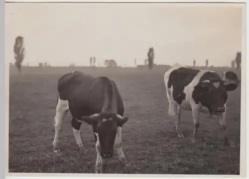 (F30521) Orig. Foto Rinder auf der Weide, Partie an der Leine 1929