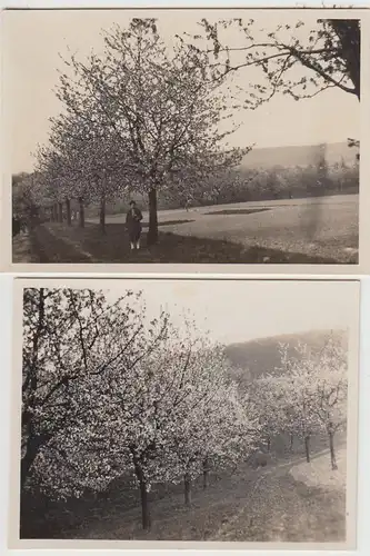 (F30495) 2x Orig. Foto Straße, Obstbäume in Neuhof (Niedersachsen) 1929