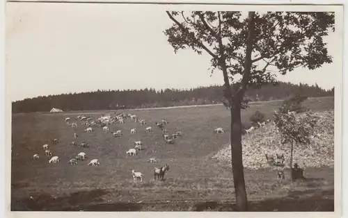 (F30435) Orig. Foto Ziegenherde auf der Wiese 1930