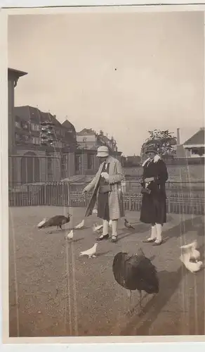 (F30339) Orig. Foto Zoo Leipzig, Frauen füttern Tauben, Pfau 1930