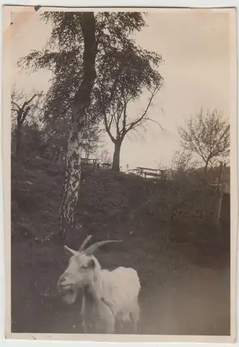 (F30330) Orig. Foto Ziege vor einem Rastplatz 1930