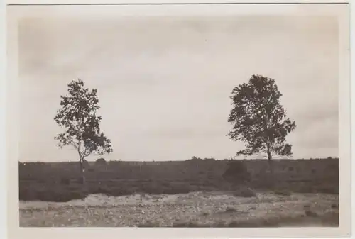 (F30299) Orig. Foto Lüneburger Heide, Heide bei Munster 1930