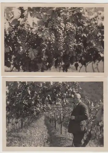 (F30255) 2x Orig. Foto Weinreben in Terlan in Südtirol 1929