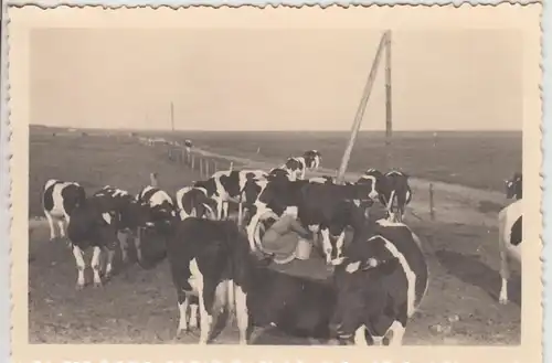 (F30149) Orig. Foto Langeoog, Rinder auf der Weide, Melken einer Kuh 1937