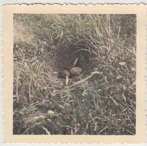 (F30127) Orig. Foto Eier in einem Nest auf dem Boden, coloriert 1937