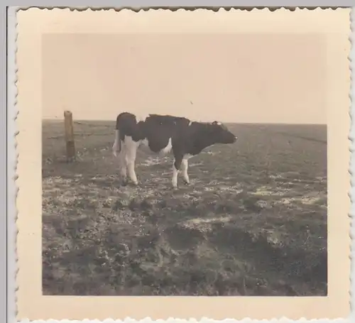 (F30122) Orig. Foto Langeoog, Rind auf Weide 1937