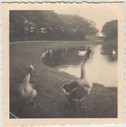 (F30115) Orig. Foto Norderney, Schwäne und Gänse in der Napoleonschanze 1937