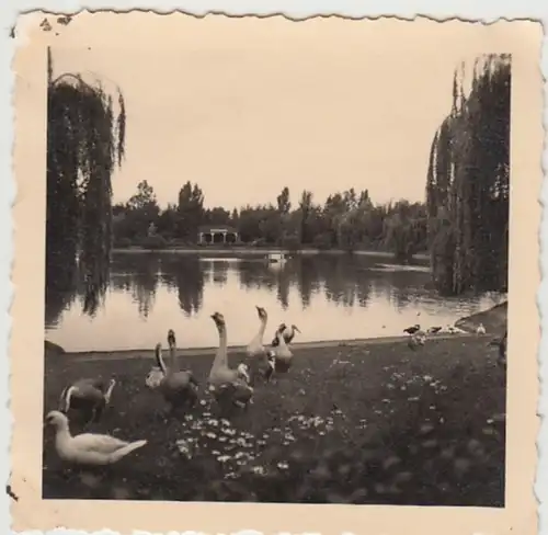 (F30015) Orig. Foto Ludwigshafen, Weiher im Hindenburgpark 1936