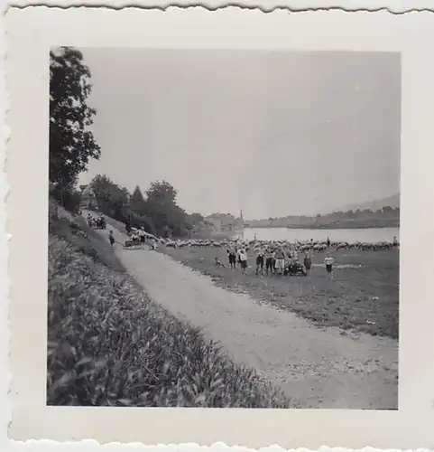(F29996) Orig. Foto Wieblingen, Personen und Schafe am Neckar 1936