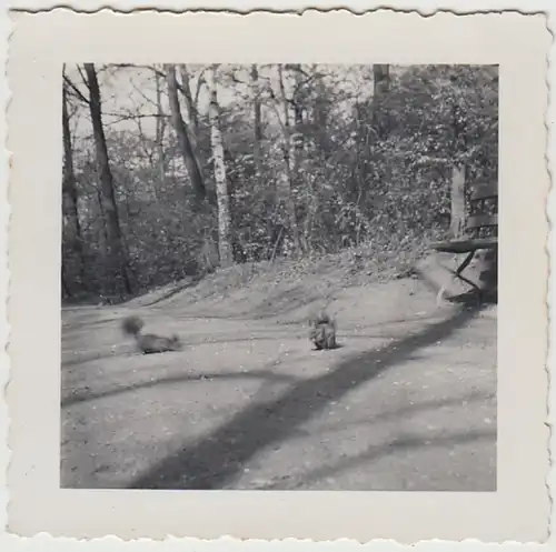 (F29984) Orig. Foto Ludwigshafen, Eichhörnchen im Stadtpark 1936