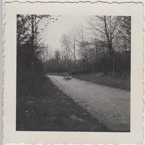 (F29983) Orig. Foto Ludwigshafen, Vögel im Stadtpark 1936