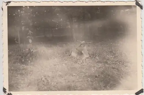 (F29898) Orig. Foto Braunschweig, Hirsch beim Reichsjägerhof 1940